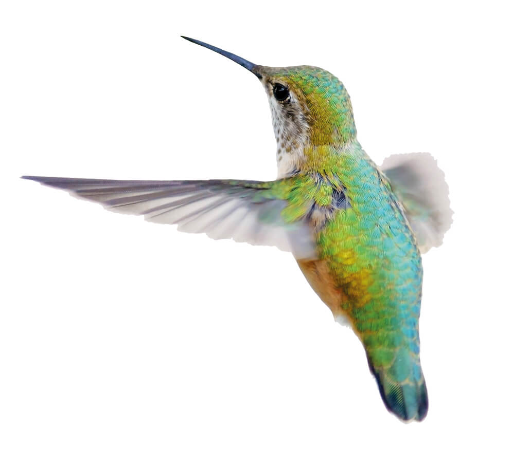 colibrì 4natur